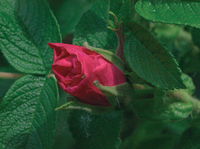 роза морщинистая Ротес Мэр rosa rugosa Rotes Meer